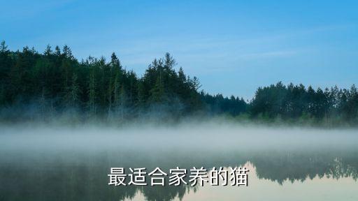 哪種寵物貓適合家養(yǎng),適合家養(yǎng)寵物貓...